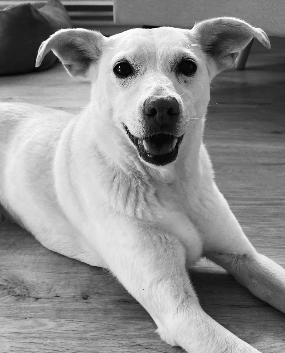 Praxishund Hilda